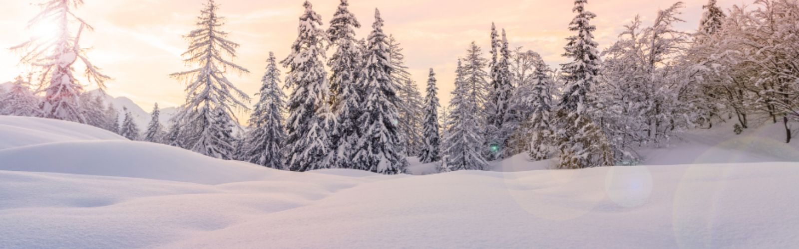 THE WINTER OF OUR DISCONTENT